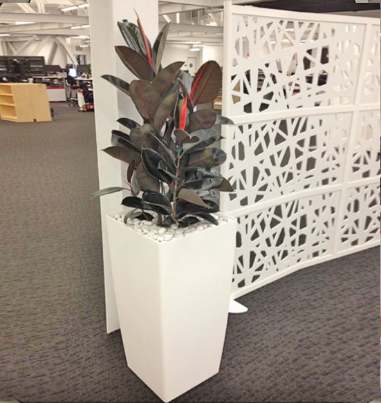 Phoenix Tall Planter with Ficus Decora Using White River Rock Display.