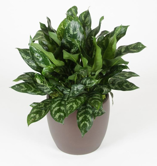 Aglaonema Gemini Plant.