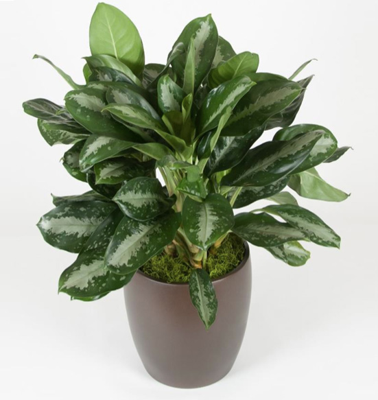 Aglaonema Key Largo Plant.