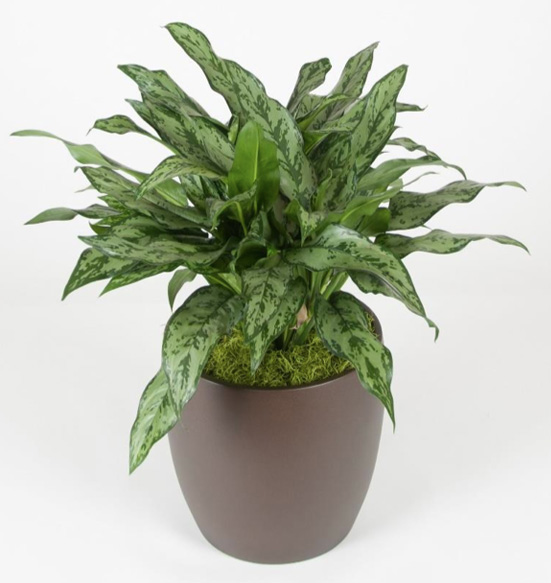 Aglaonema Romeo Plant