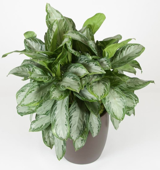 Aglaonema Silver Bay Plant