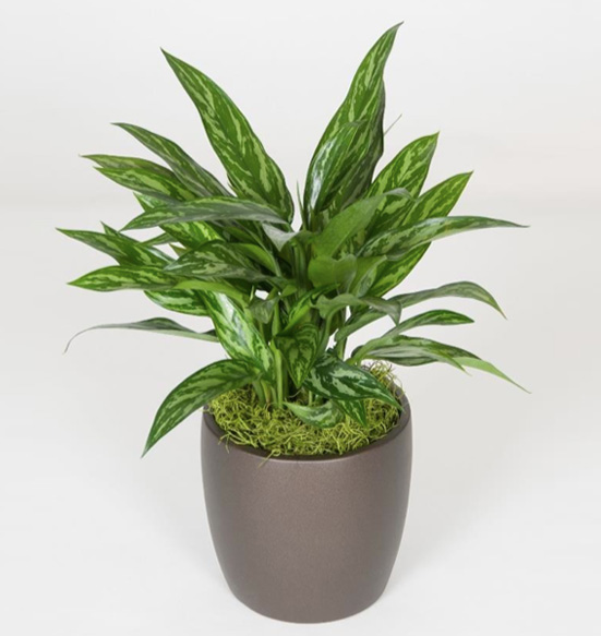 Aglaonema Tigress Plant