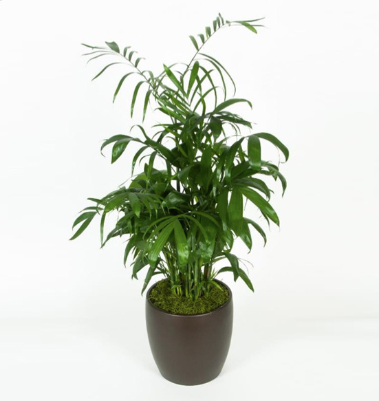 Bamboo Palm 10 feet Palm.