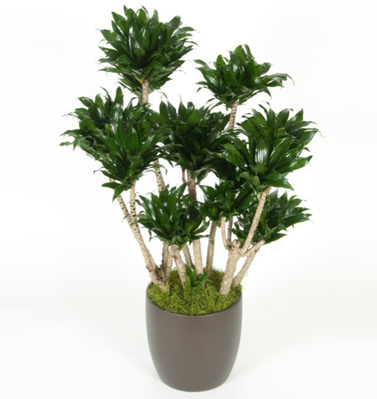 Dracaena Compacta Hawaiian Plant