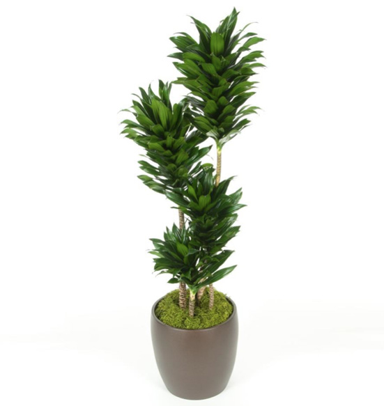 Dracaena Compacta 10 feet Plant.