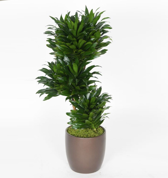 Dracaena Compacta 2gal 10 feet Plant.
