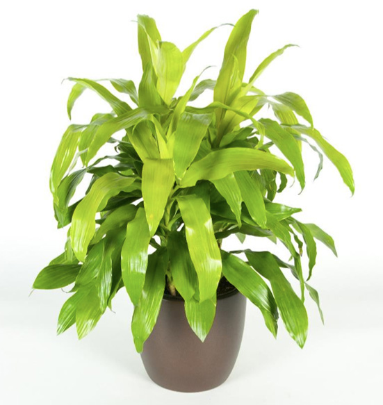 Dracaena Lime Light Plant