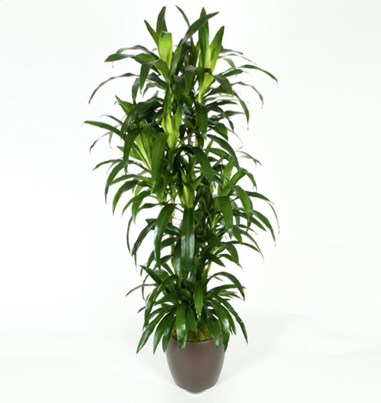 Dracaena Lisa C B Plant