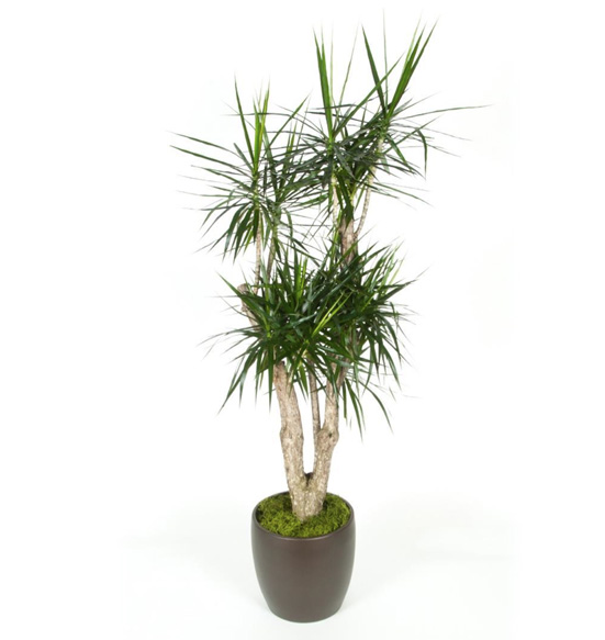 Dracaena Marginata Stump Plant.