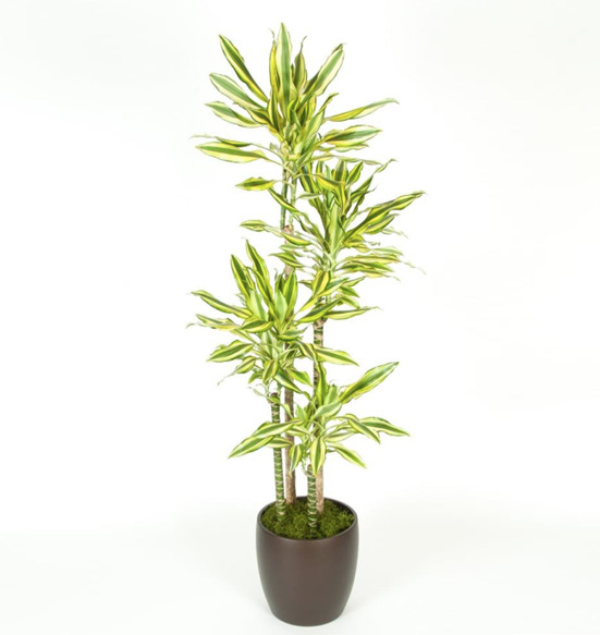 Dracaena Steudneri Sol Plant