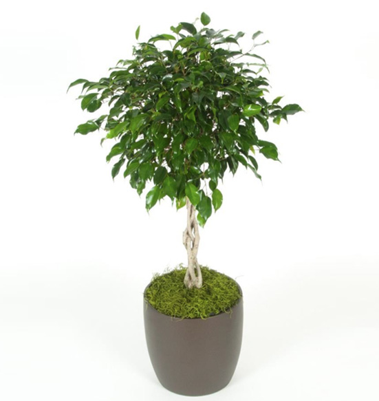 Ficus Benjamina Braid Plant