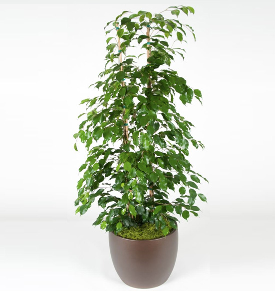 Ficus Decora Burgundy Plant.