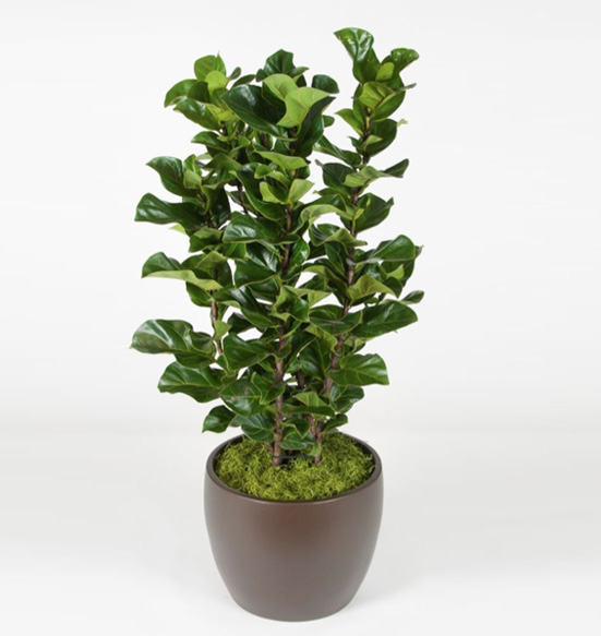 Ficus Lyrata Little Fiddle Plant