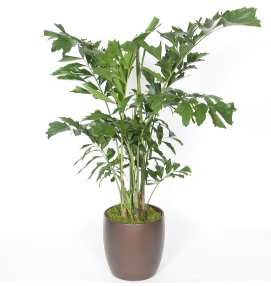 Fishtail Palm 5 gal/12 foot Plant.