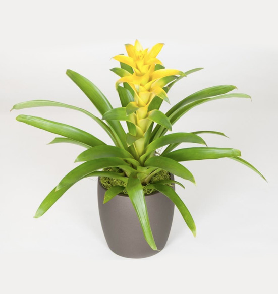 Guzmania Hilda 6 foot Plant