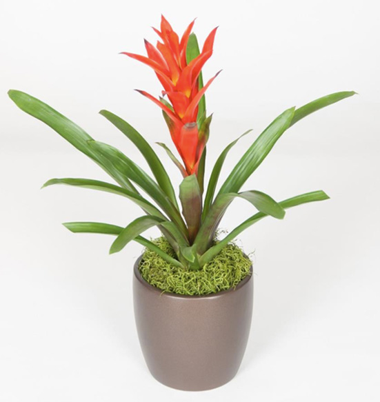 Guzmania Ostara 6 Foot Plant.