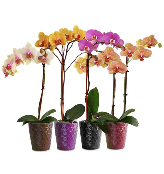 Color Orchids