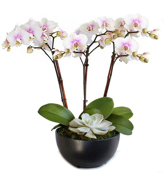Orchids w/Succulent Display.