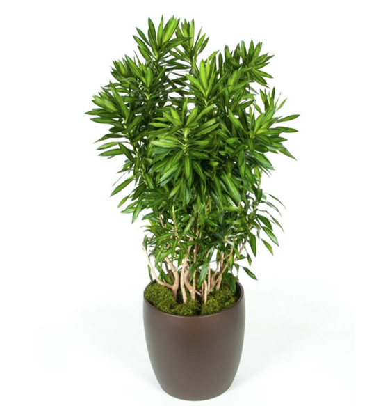 Pleomele Song of Jamaica 14 Foot Plant.