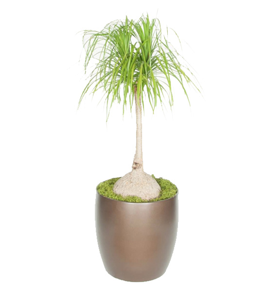 Ponytail Palm Stump 12 Foot Plant.