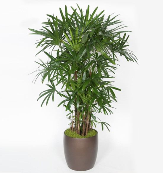 Rhapis Excelsa Palm 7 gal/14 Foot.