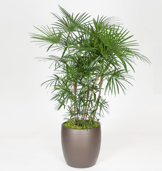 Rhapis Humilis or Multifida Plant.