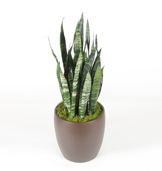 Sansevieria Black Coral 10 Foot Plant