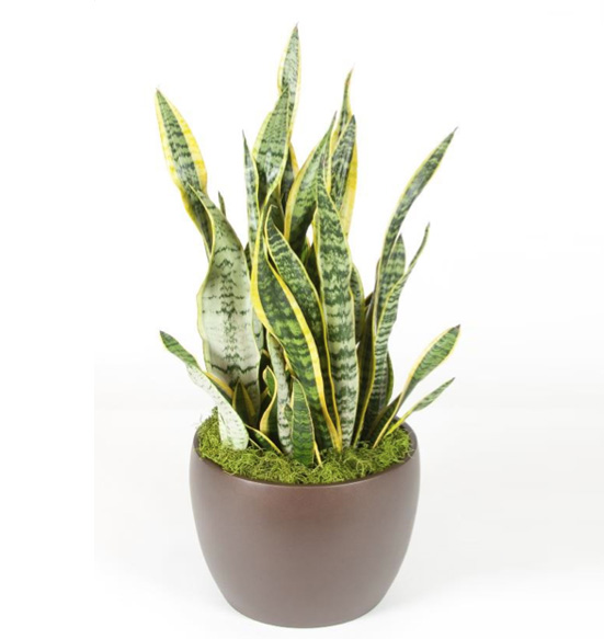 Sansevieria Laurentii 10 Foot Plant.