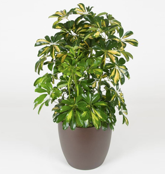 Schefflera Arboricola Bush Variegated 10 Foot Plant.
