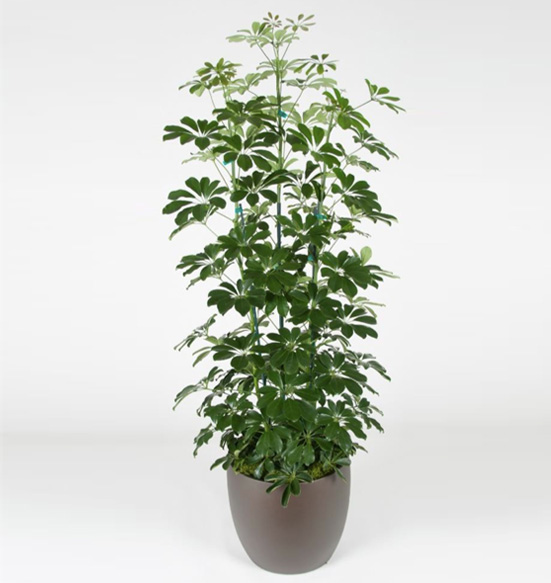 Schefflera Arboricola Column Green 12 Foot Plant.