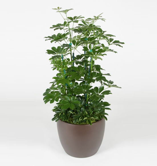 Schefflera Arboricola Column Green 10 Foot Plant.