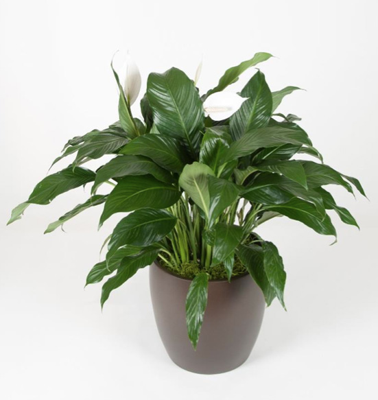Spathiphyllum FL 10 Foot Plant.