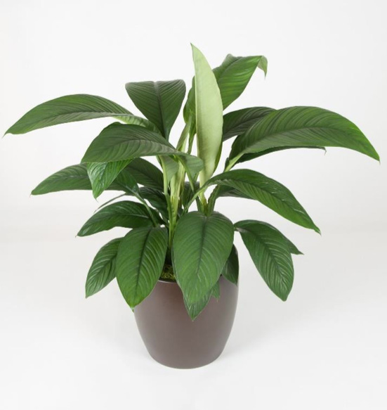 Spathiphyllum Sensation 10 Foot Plant.