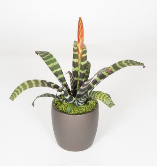Vriesea Splenreit 6 Foot Plant.