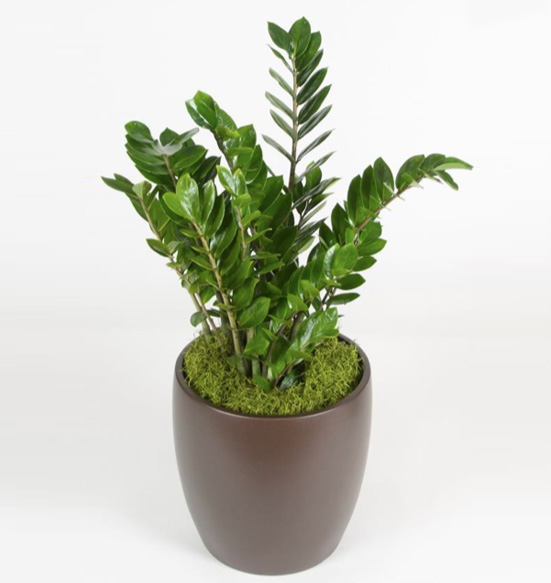 ZZ Plant 14 Inch Plant.