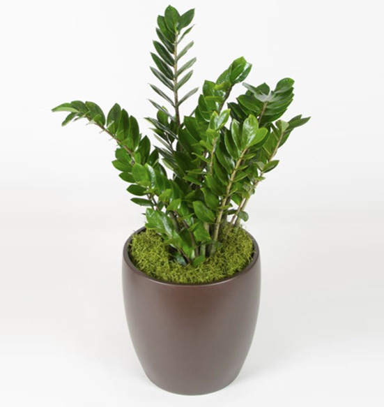 ZZ Plant 10 Inch Plant