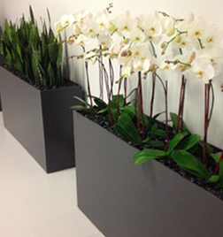 Custom Plant Display