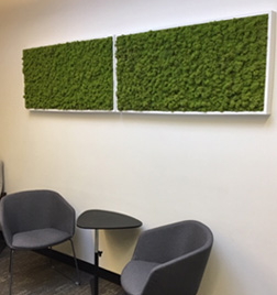 Moss Plant Display